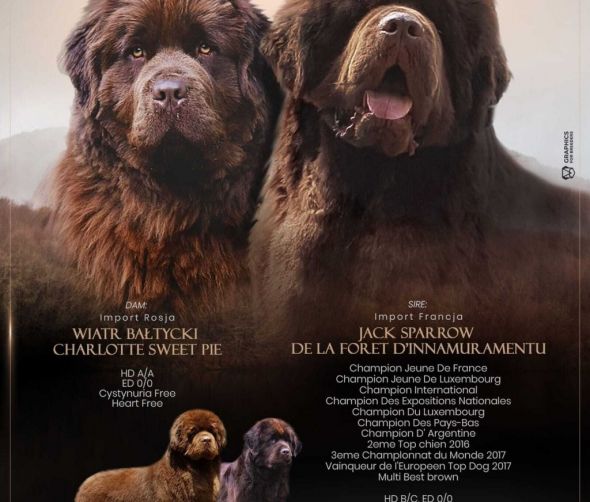 Szczenięta - Nowofundland