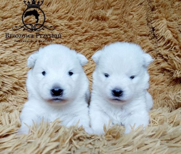 Szczenięta rasy Samoyed