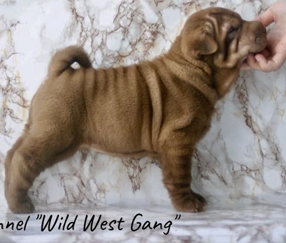  Szczenięta Shar Pei 