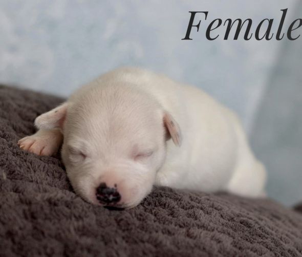 Szczenięta - Staffordshire Bull Terrier 