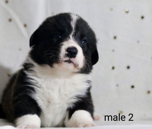 Szczenięta Welsh corgi cardigan