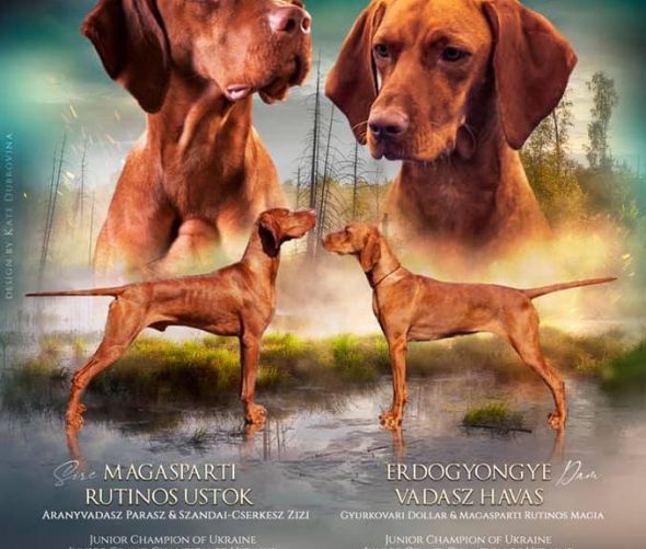  Szczenięta - Wyżeł węgierski krótkowłosy