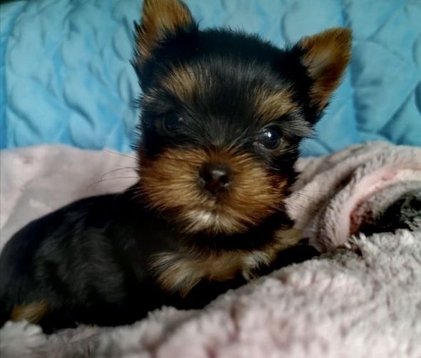 Szczenięta Yorkshire terrier 
