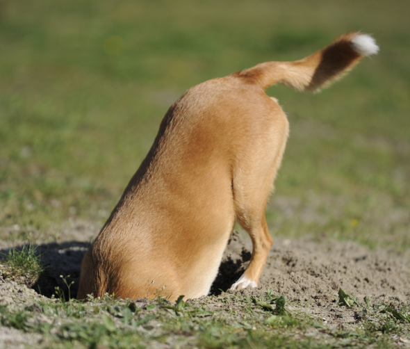 Tajemnicza fascynacja dołkami: Dlaczego psy kopią w ogrodzie?
