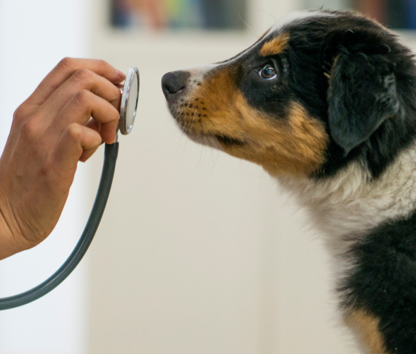 Twój zwierzak boi się wizyt u weterynarza? Jak sobie z tym radzić?