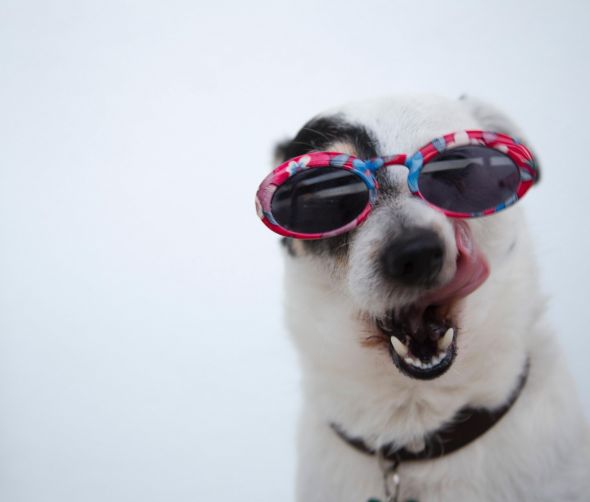 Witaminy i suplementy dla psa - co warto wiedzieć?