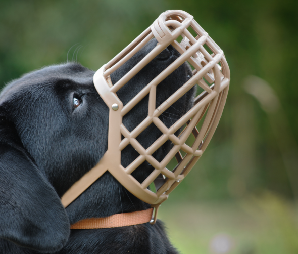 Wszystko, co musisz wiedzieć o kagańcach dla psów