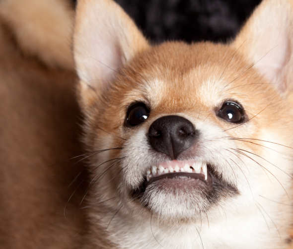 Wymiana zębów u psów - jak sobie z nią radzić?