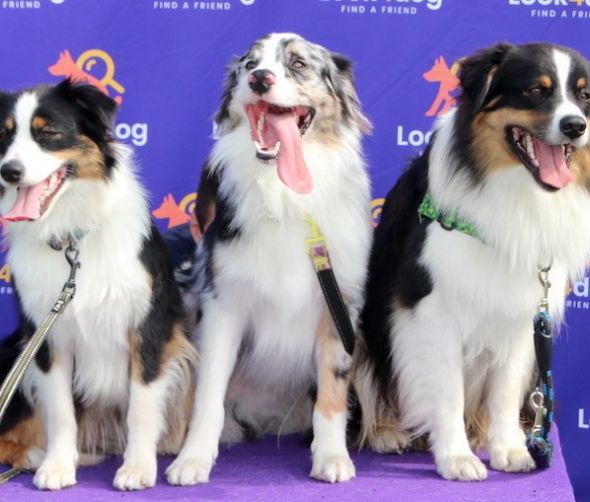 Wystawa Psów w Białymstoku - zdjęcia cz. II