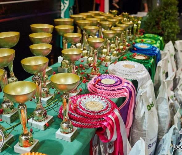 Wystawy psów rasowych