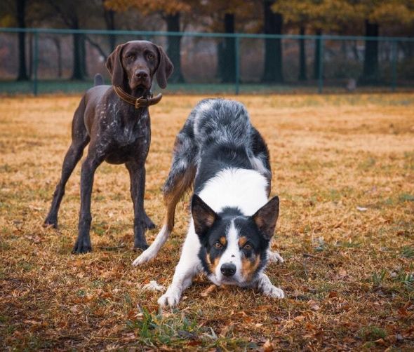 Zabawki dla psa — przegląd akcesoriów dla psów