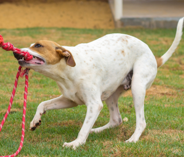 Zabawy z psem-dlaczego zabawka mocny sznur i mocna guma to idealny pomysł na szaleństwa z psem