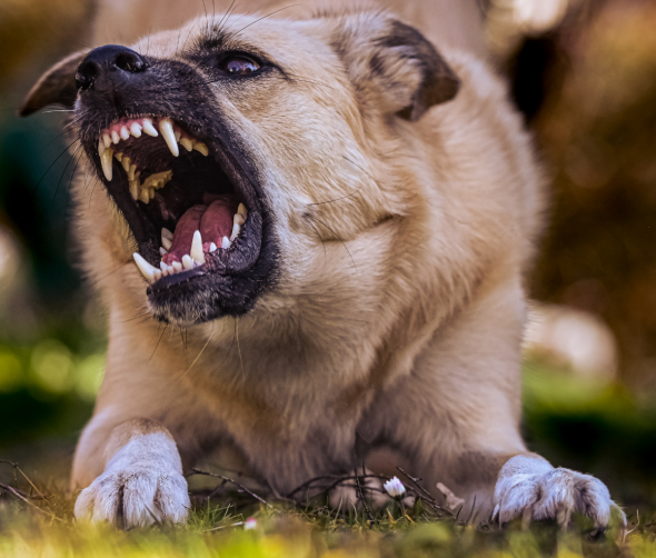 Zachowanie agresywne u psów: Przyczyny, profilaktyka i metody radzenia sobie z agresją u psów
