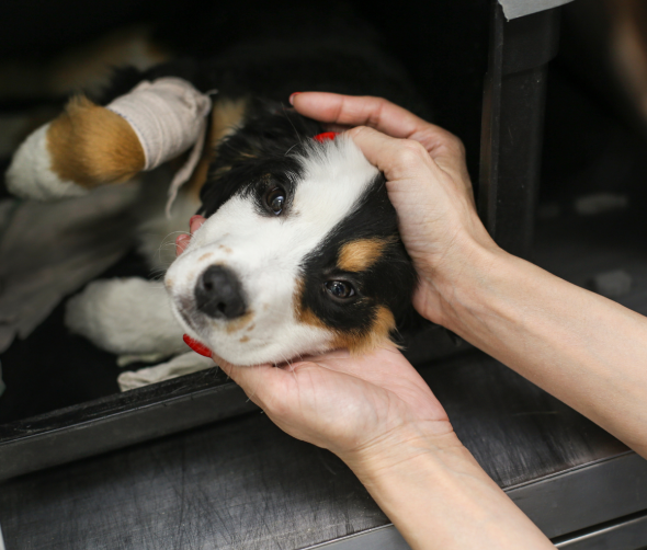 Zakażenie parwowirusem u szczeniąt: jak chronić swojego psa przed tą groźną chorobą? 