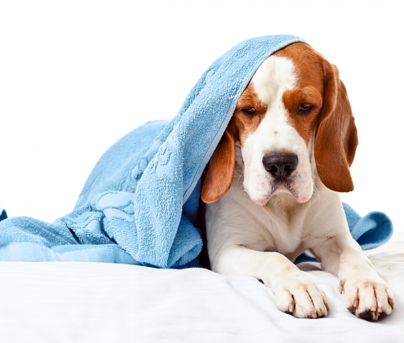 Zapalenie pęcherza moczowego u psa – objawy, przyczyny, leczenie i profilaktyka