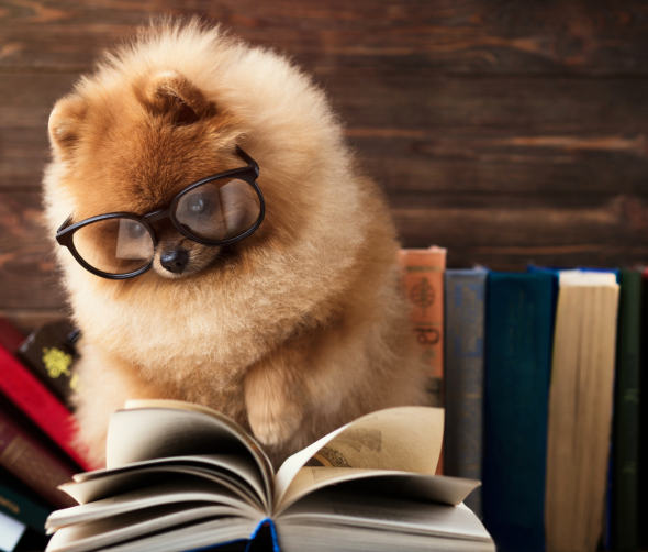 Zdolności poznawcze psów