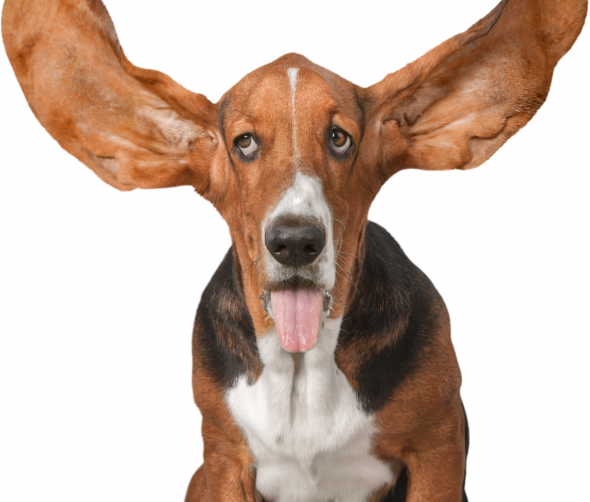 Zdrowe uszy twojego psa: jak o nie dbać?