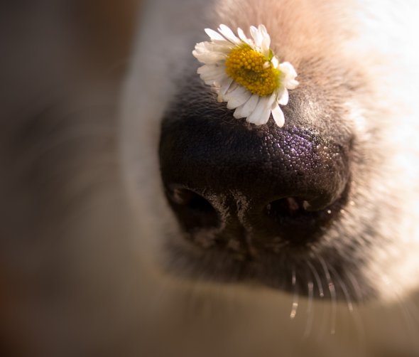 Zmysł węchu psa – jak jest wykorzystywany w różnych dziedzinach życia? 