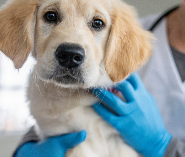 Znaczenie regularnych badań weterynaryjnych – co warto sprawdzać u psa?