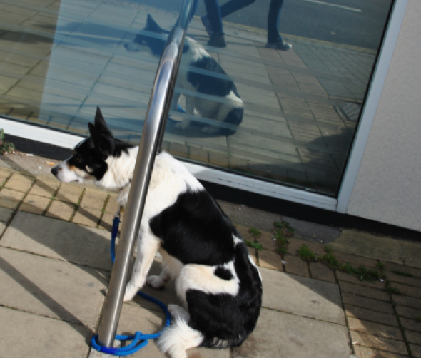 Zostawianie psa pod sklepem – czy to dobry pomysł?