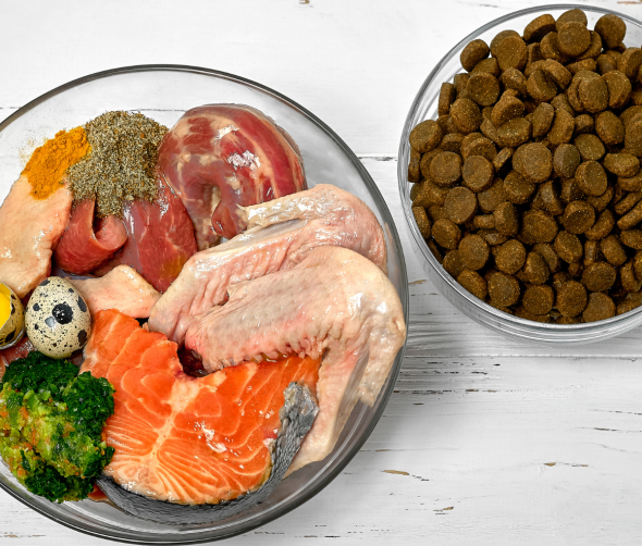 Żywienie psa: mity i fakty o diecie naszych pupili