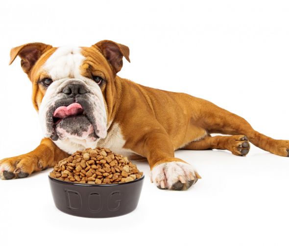 Żywienie psa-podstawy