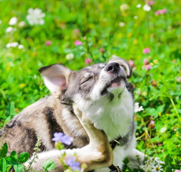 Allergien bei Hunden: Ursachen, Symptome und Behandlung