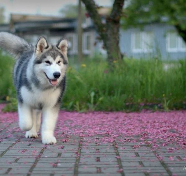 Miot planowany - Alaskan malamute
