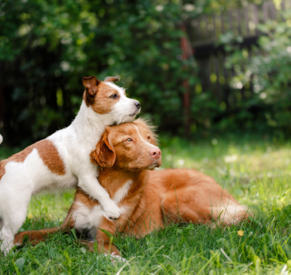 Jak bezpiecznie wprowadzić drugiego psa do domu – praktyczny poradnik dla opiekunów