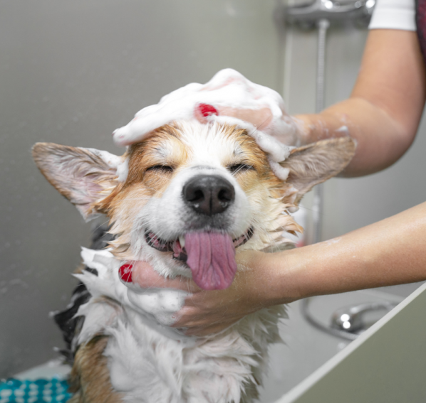 Kąpiel psa – jak, kiedy i czym myć swojego pupila, by zachować zdrową skórę i lśniącą sierść