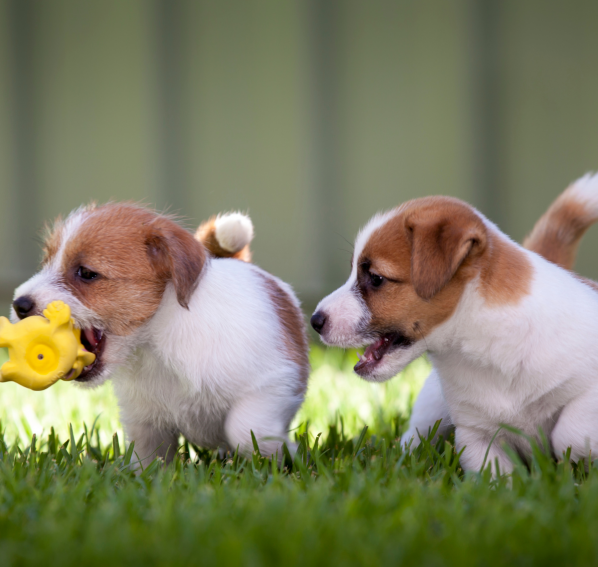 Optimale Ernährung für Jack Russell Terrier: Der Schlüssel zu Gesundheit und Energie