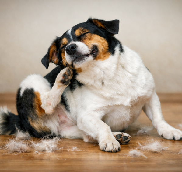Wypadanie sierści u psa — kiedy to norma, a kiedy choroba?
