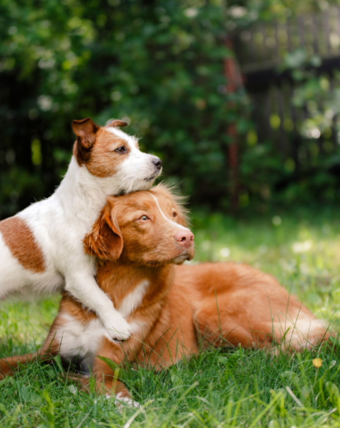 Jak bezpiecznie wprowadzić drugiego psa do domu – praktyczny poradnik dla opiekunów