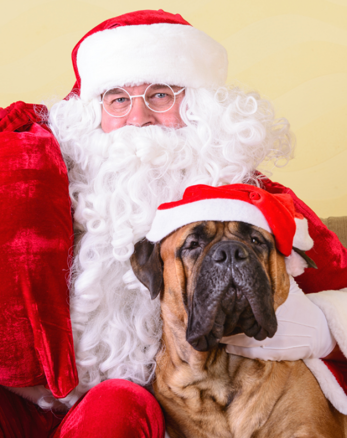 Mikołajki z psem – pomysły na świąteczne radości dla czworonogów