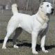 Belyi Lekar Orchidea