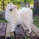 SAMOYEDS KENNEL FOR LOVE KATYA 