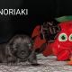 NORIAKI Shaggy Fluff FCI