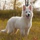 Grimm Jask Golden