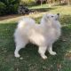 SAMOYEDS KENNEL FOR LOVE KOSMOS