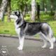 Graffsiberians Kiara The Princess