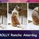 MOLLY Rancho Amerdog