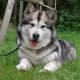 CHENA KLONDIKE GOLDRUSH Malamute Sanctuary