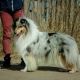 Anzhe Inais Radiance Blue 