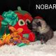 NOBARA Shaggy Fluff FCI