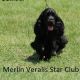 Veralis Star Club Merlin Magic