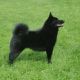 LEYU Black Fox for My Heart 