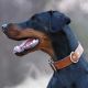 Aurora Valle di Rose - Doberman