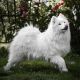 Samoyeds Kennel For Love NITRA