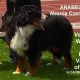 ANABELLA Wesoła Czereda FCI CH Pl, Mł.Ch PL, Club Winner, Baby Club Wi