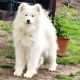SAMOYEDS KENNEL FOR LOVE ZARA